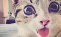 猫猫好困微密圈,萌态可掬，粉丝如云的宠物明星