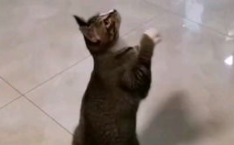 小猫困困,小猫困困的救援之旅