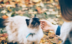 颉颉与猫,一场温馨的宠物奇遇记