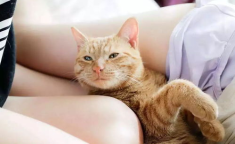 喵写真,捕捉猫咪瞬间，展现萌态风采