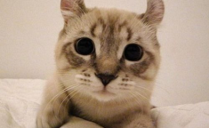 微秘猫,高效论文写作与降重助手