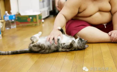 相扑猫微密免费,创意资源共享的魅力之旅