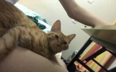 颉颉与猫微密圈免费